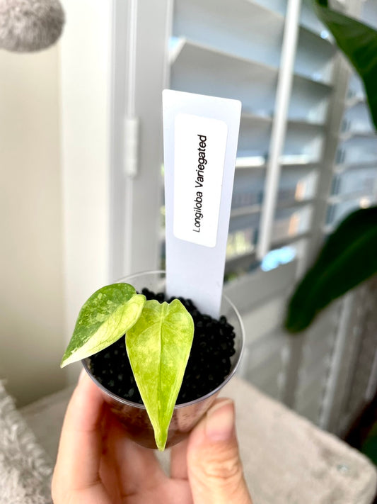 Variegated Alocasia Longiloba Albo Little Pup in 2 oz Cup