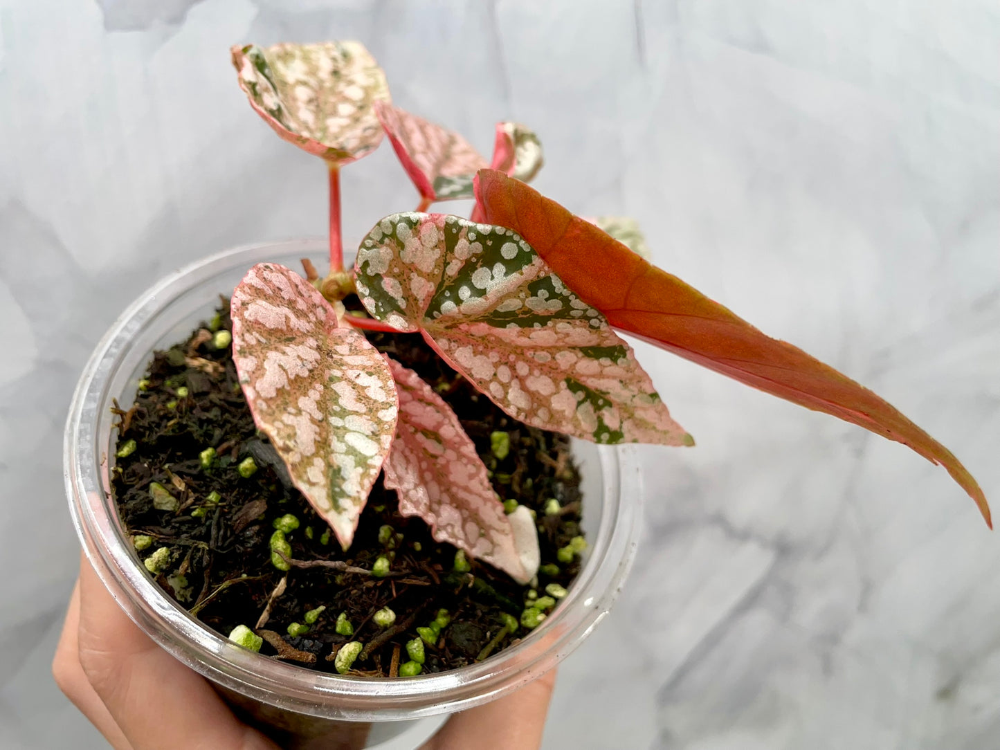 Begonia Snow Capped Variegated Well Rooted Plant #1