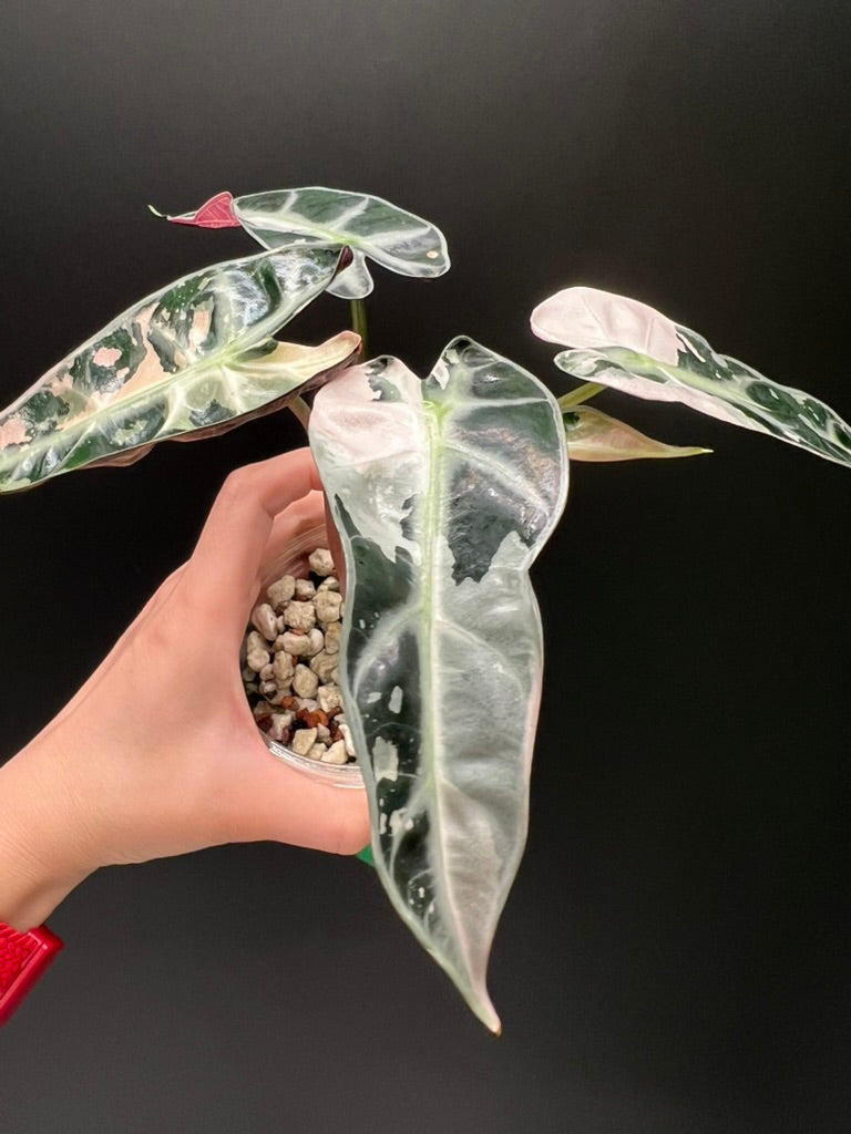 Alocasia Bambino Pink