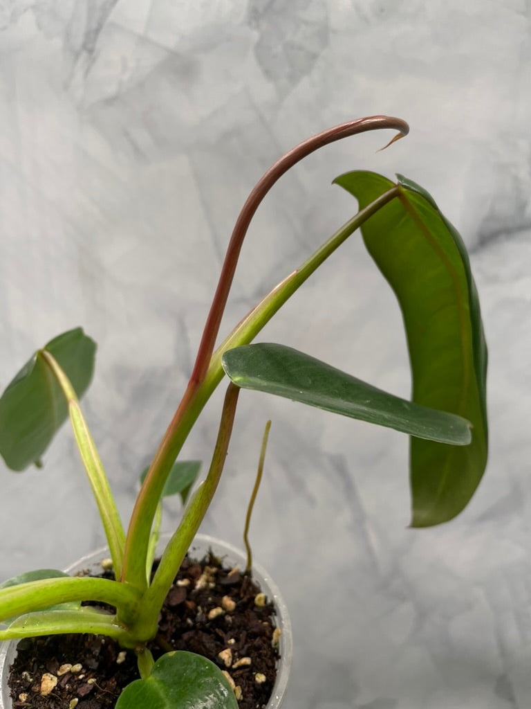 Philodendron Spiritus Sancti, Exact Plant