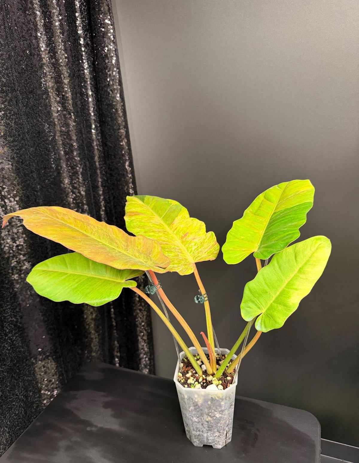Philodendron Jungle Fever Variegated