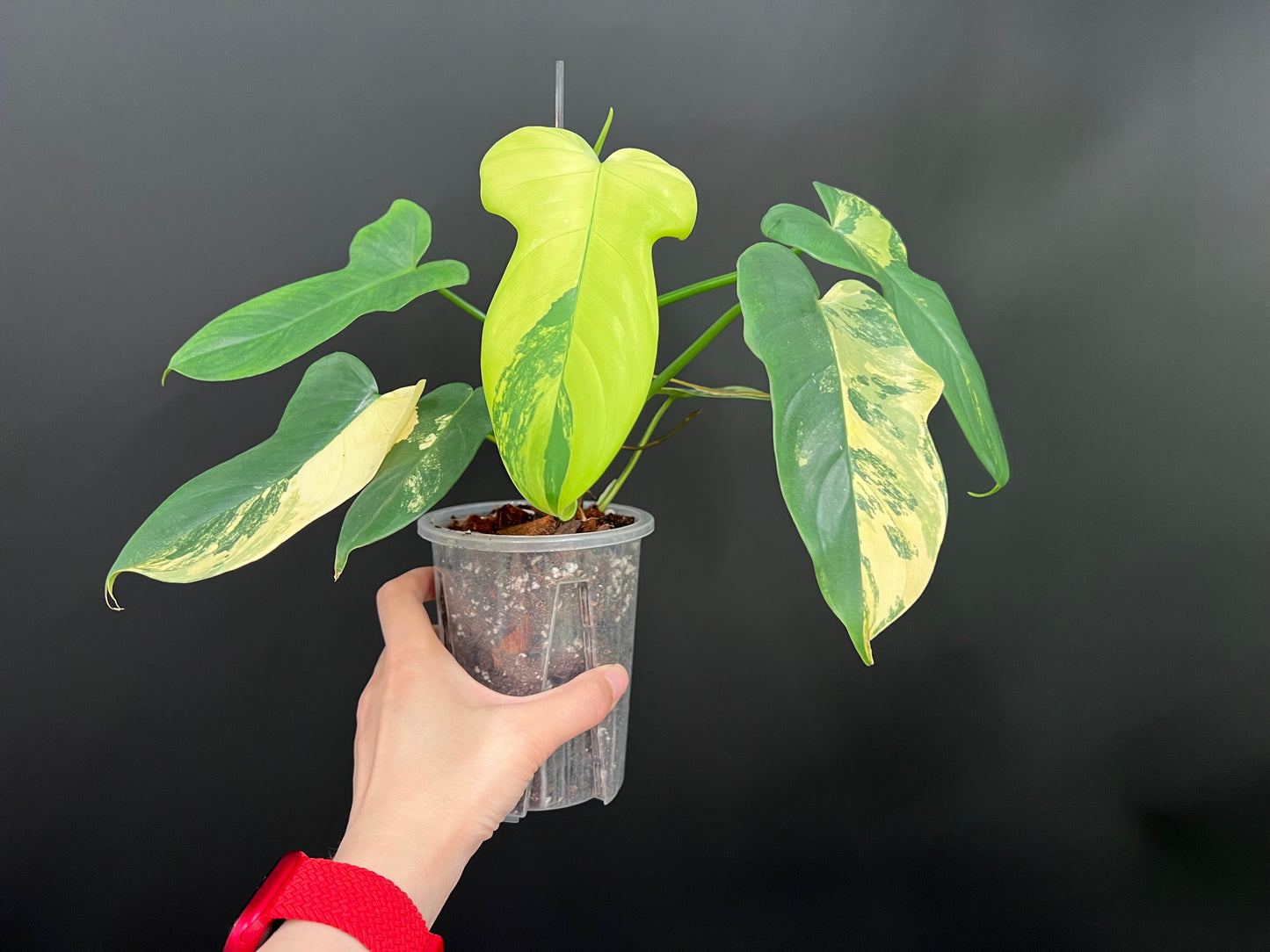 Philodendron Violin Variegated, Easy Rare Tropical Exotic Plants