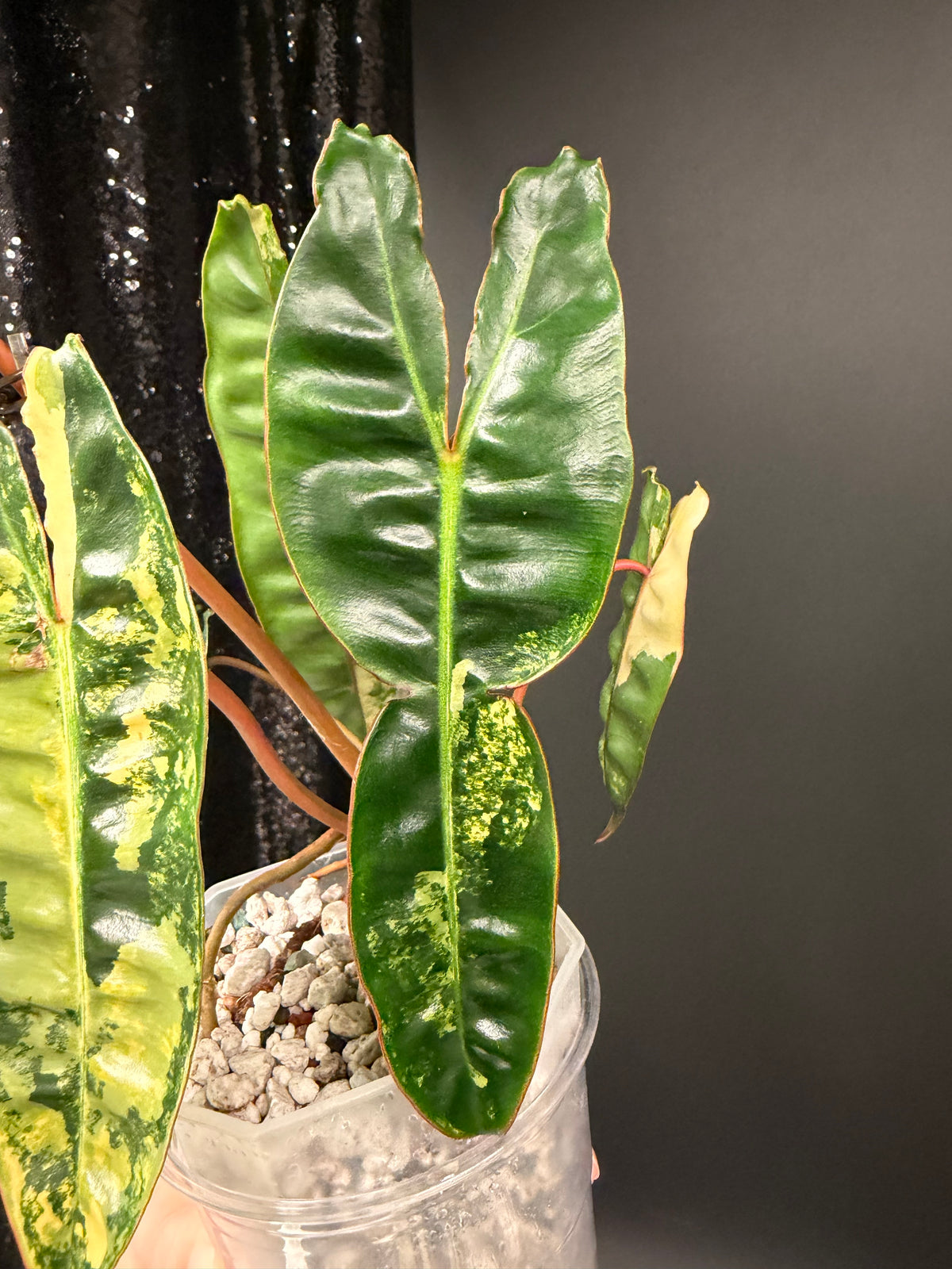 Philodendron Billie Variegated