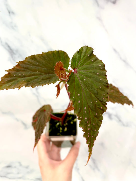 Begonia Gracilicyma Well Rooted Exact Large Plant