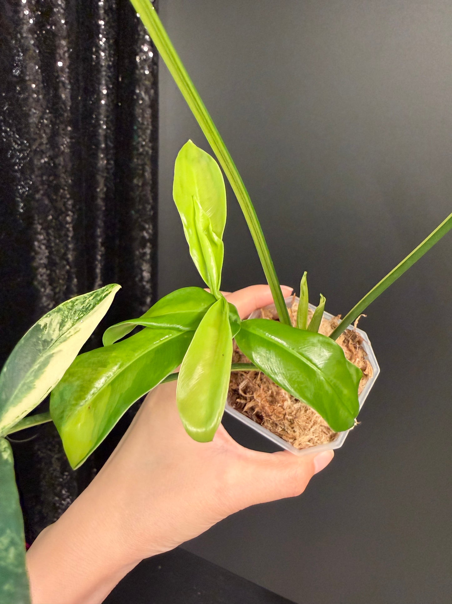 Philodendron Goeldii Variegated