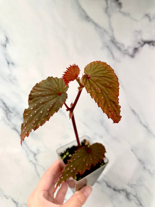 Begonia Gracilicyma Well Rooted Exact Large Plant