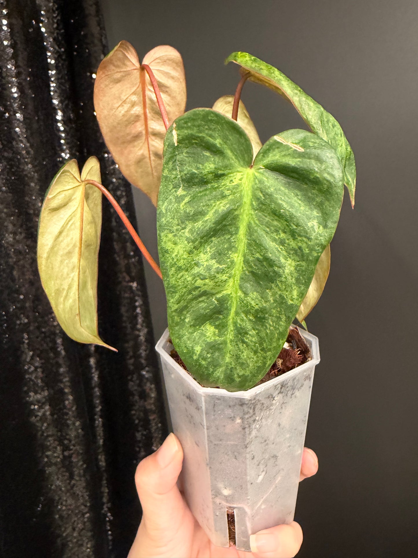 Philodendron El Choco x Billietiae Hybrid