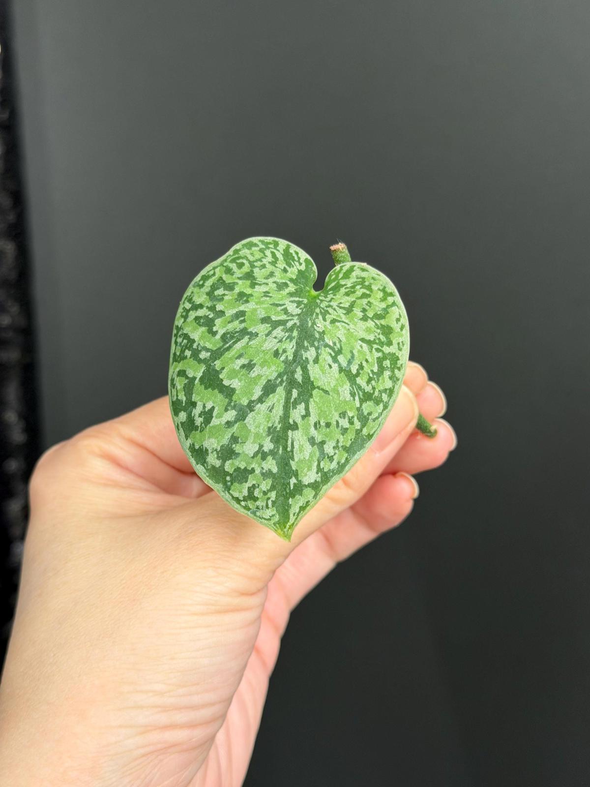 Silver Princess Platinum Tricolor Scindapsus