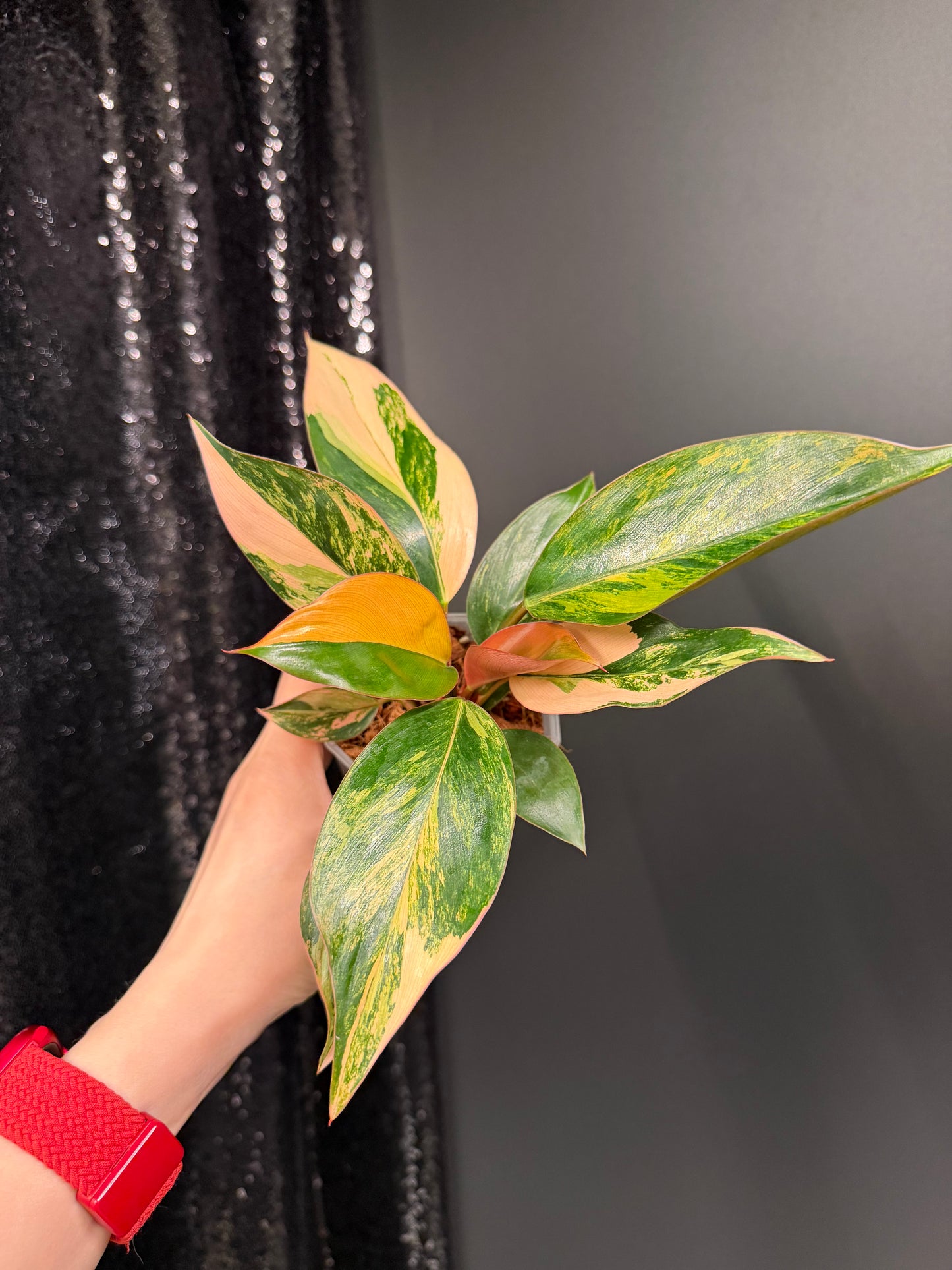 Variegated Philodendron Red Congo: Rare Aroid Plant