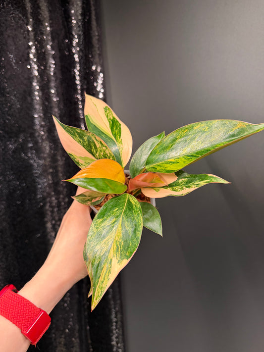 Variegated Philodendron Red Congo: Rare Aroid Plant