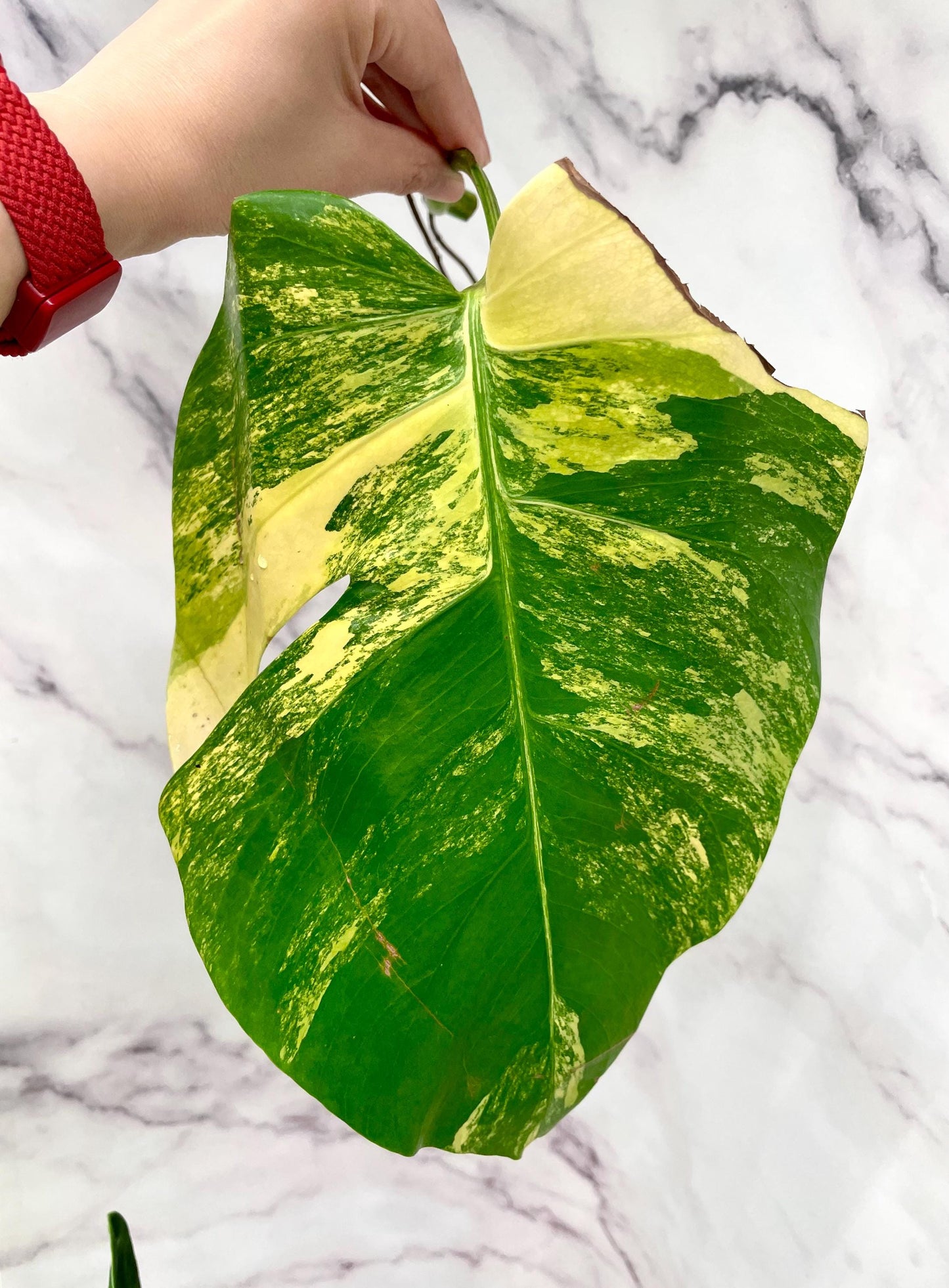 Monstera Aurea 1 Mid Leaf Rooted Cutting with Strong Roots