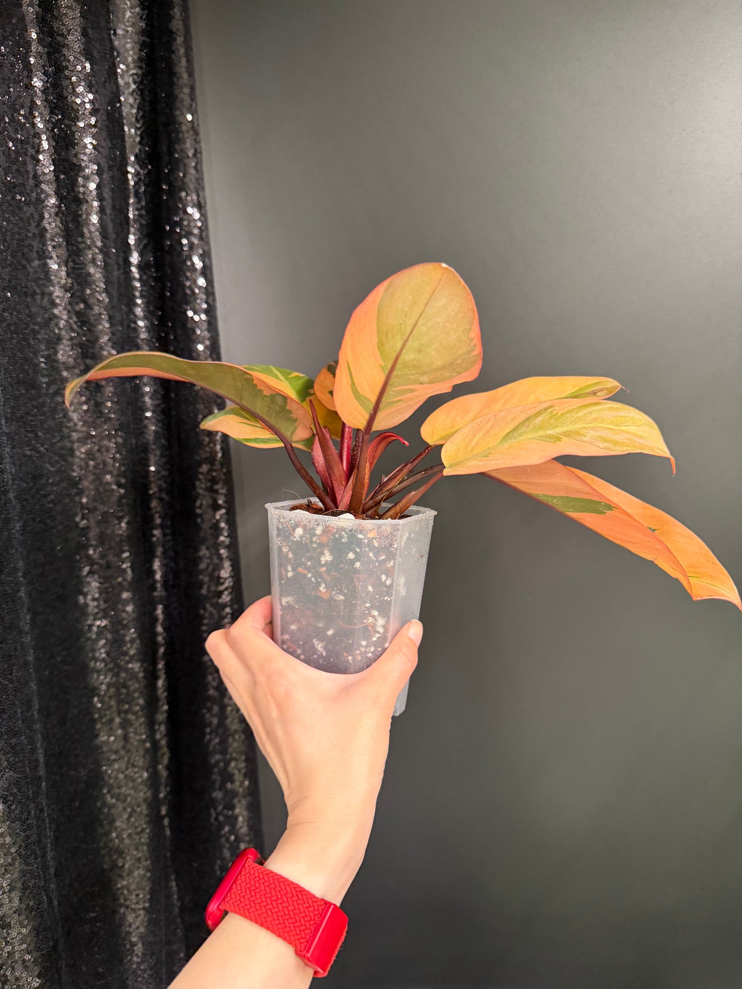 Black Cardinal Variegated