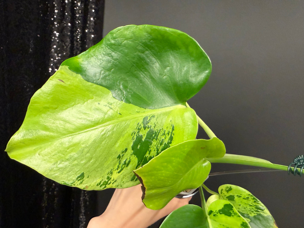 Monstera Light Lime