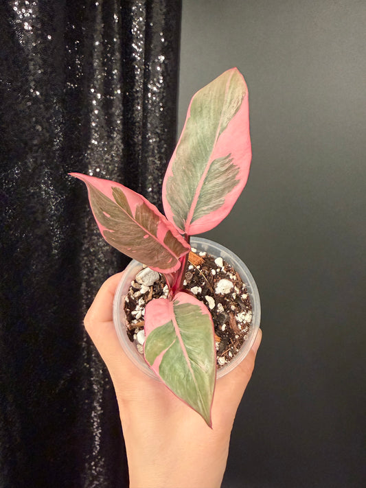 Philodendron Pink Princess Mutation