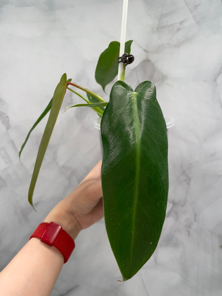Philodendron Spiritus Sancti in 3.9" Pot