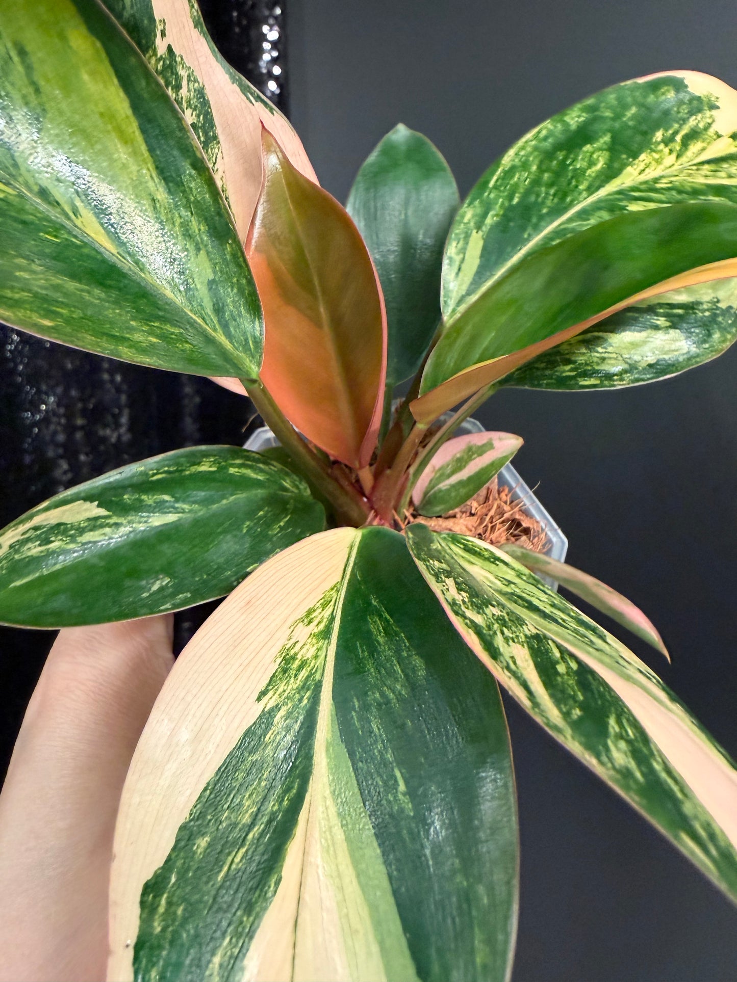 Variegated Philodendron Red Congo: Rare Aroid Plant