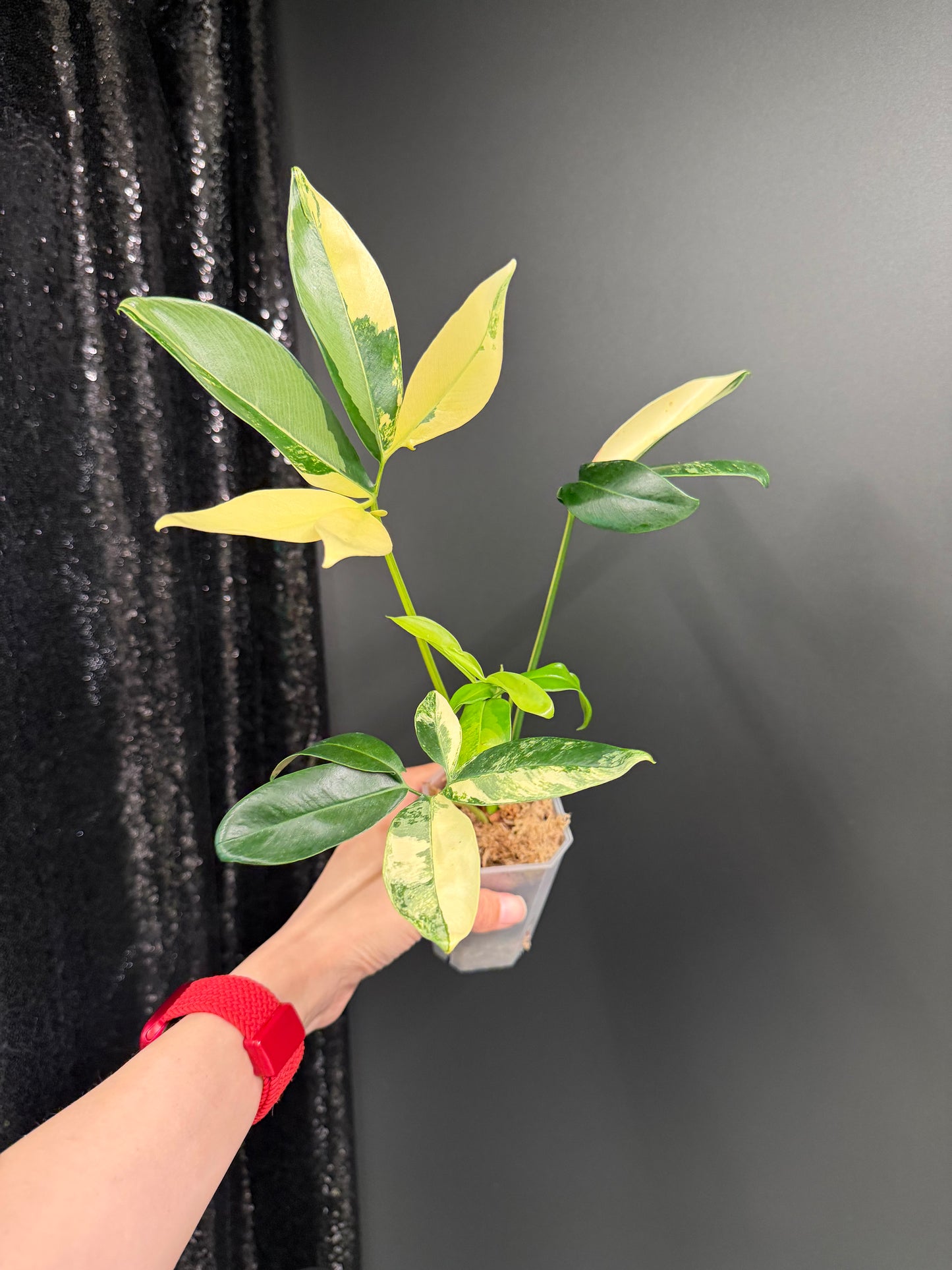 Philodendron Goeldii Variegated