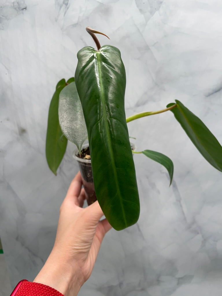 Philodendron Spiritus Sancti, Exact Plant