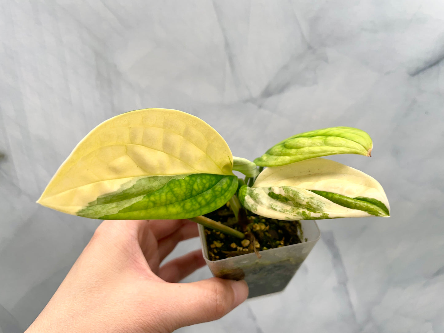 Monstera Peru Variegated Well Rooted Plant, Two Rooted Cuttings