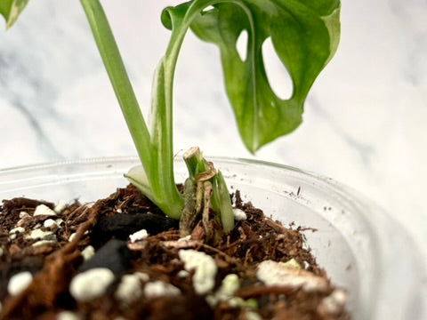 Variegated Monstera Adansonii Albo Rooted STARTER with 3 Growth Points