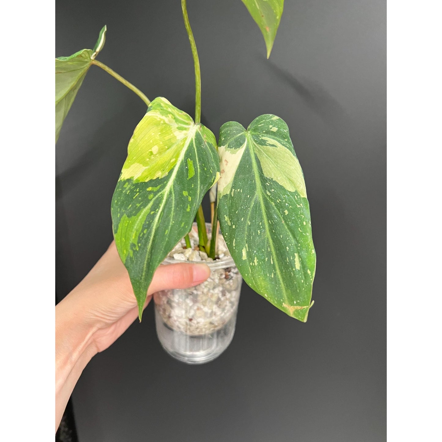Philodendron Gloriosum Variegated, 4 - 5 Leaves, Exact Plant | US Seller