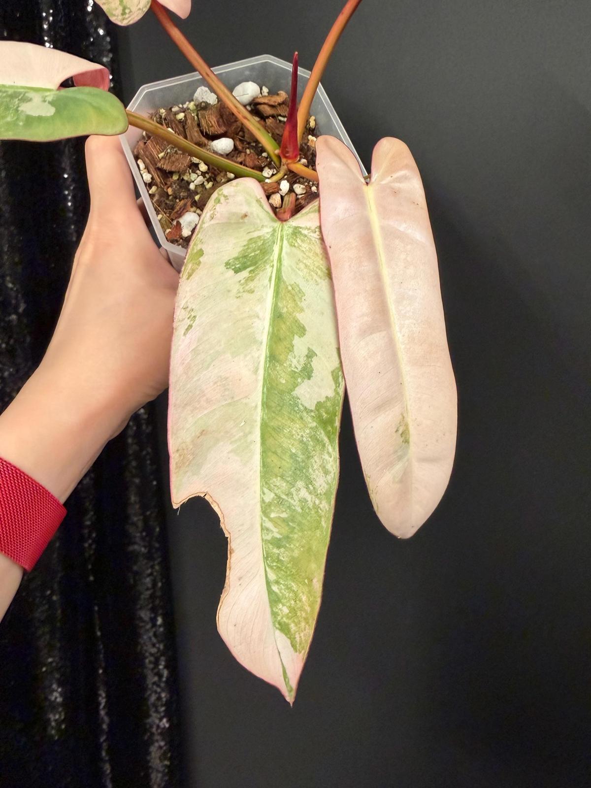 Philodendron Atabapoense Pink Variegated