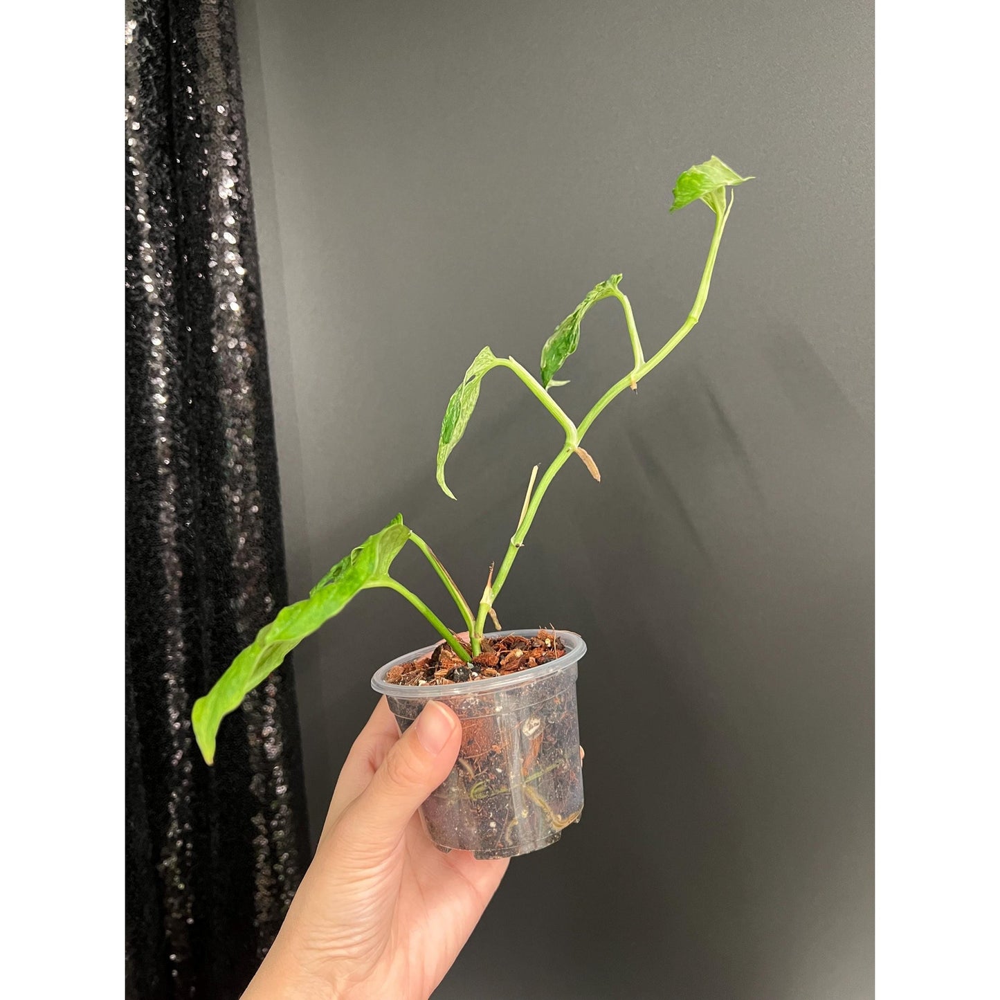 Monstera Laniata Mottled Variegated, Exact Plant | Rare Aroid | US Seller