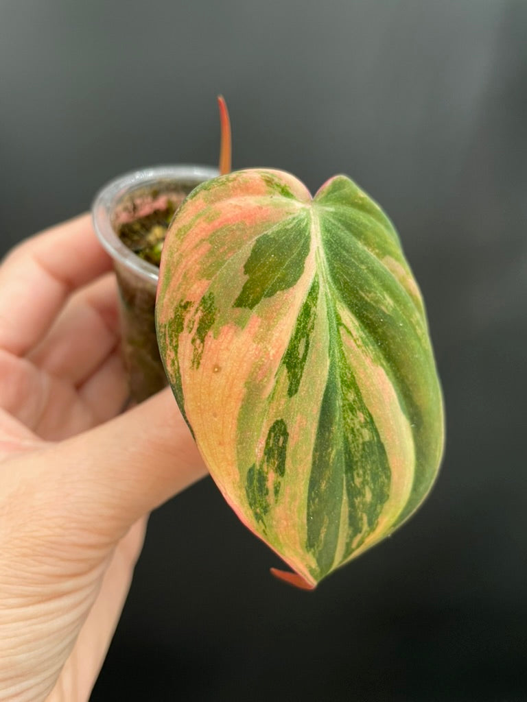 Variegated Aurea/Pink Philodendron Micans