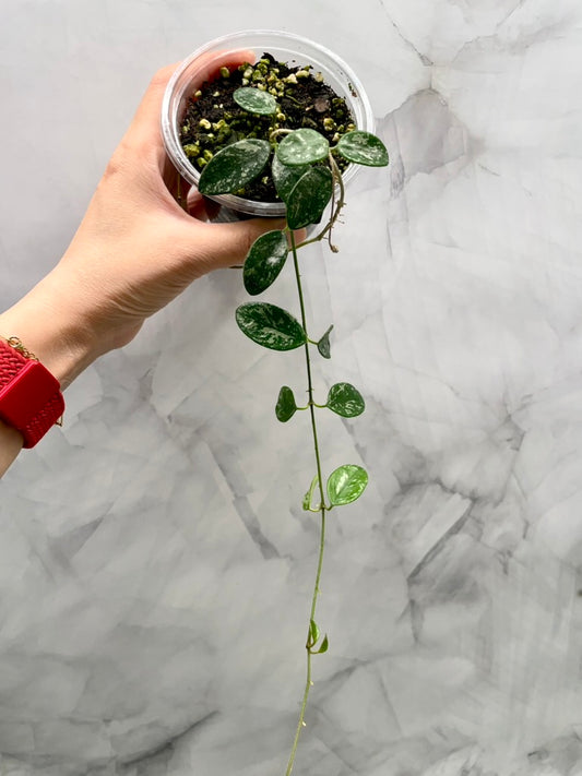 Hoya Lima Splash Established Plant