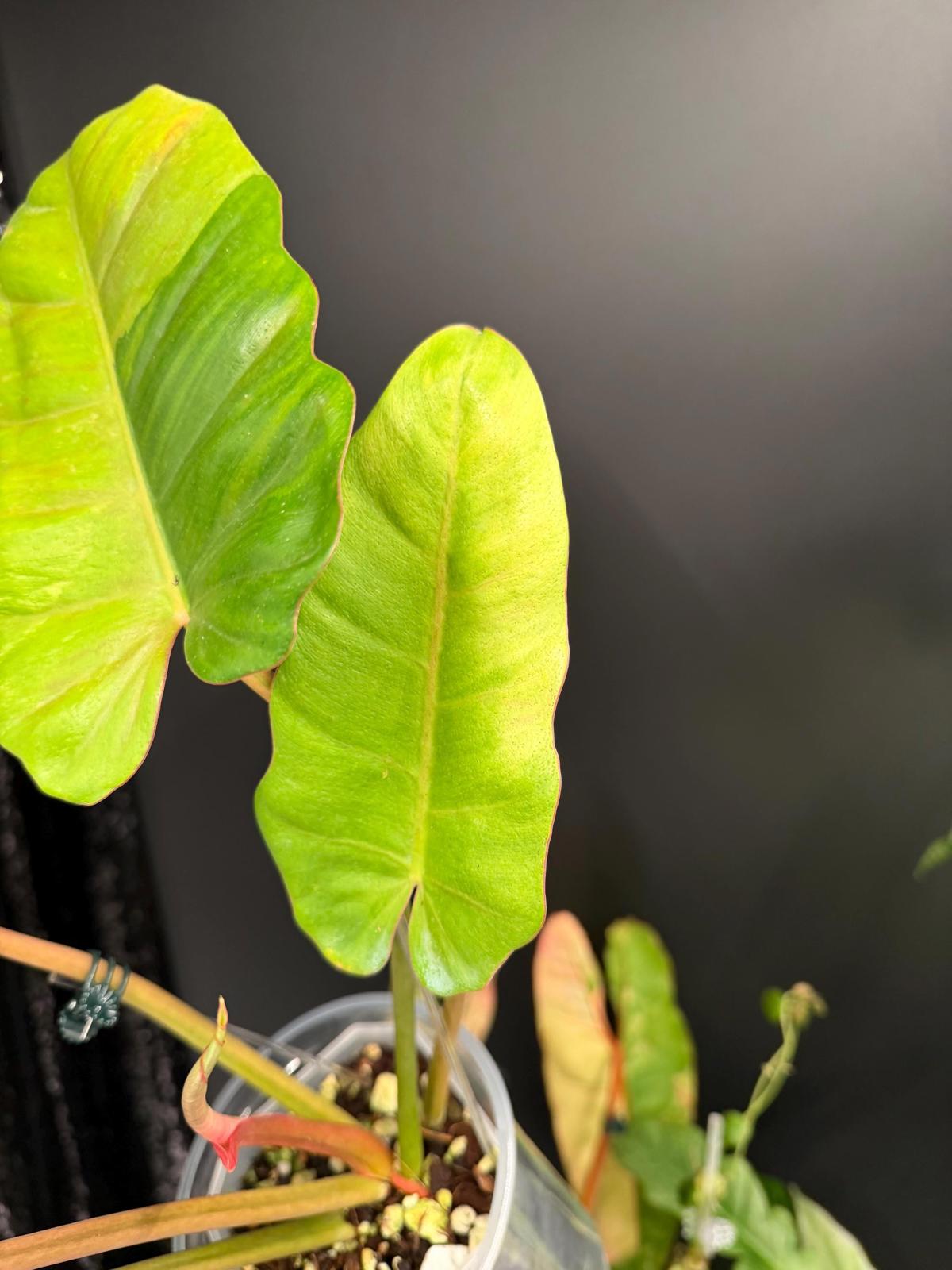Philodendron Jungle Fever Variegated