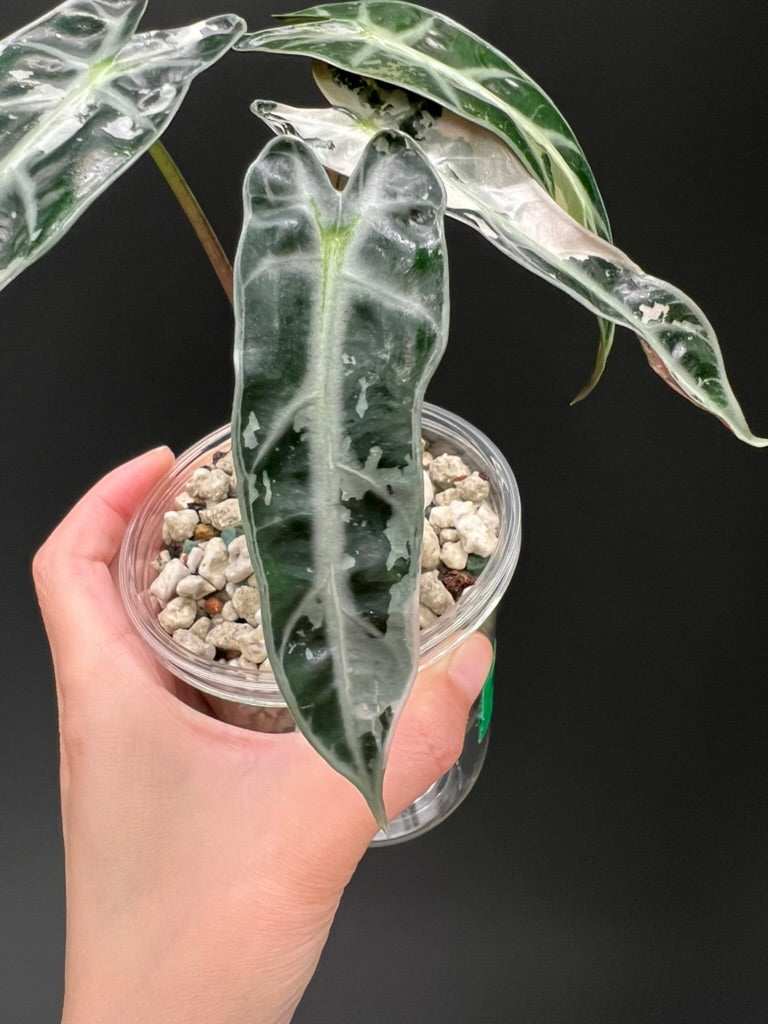 Alocasia Bambino Pink