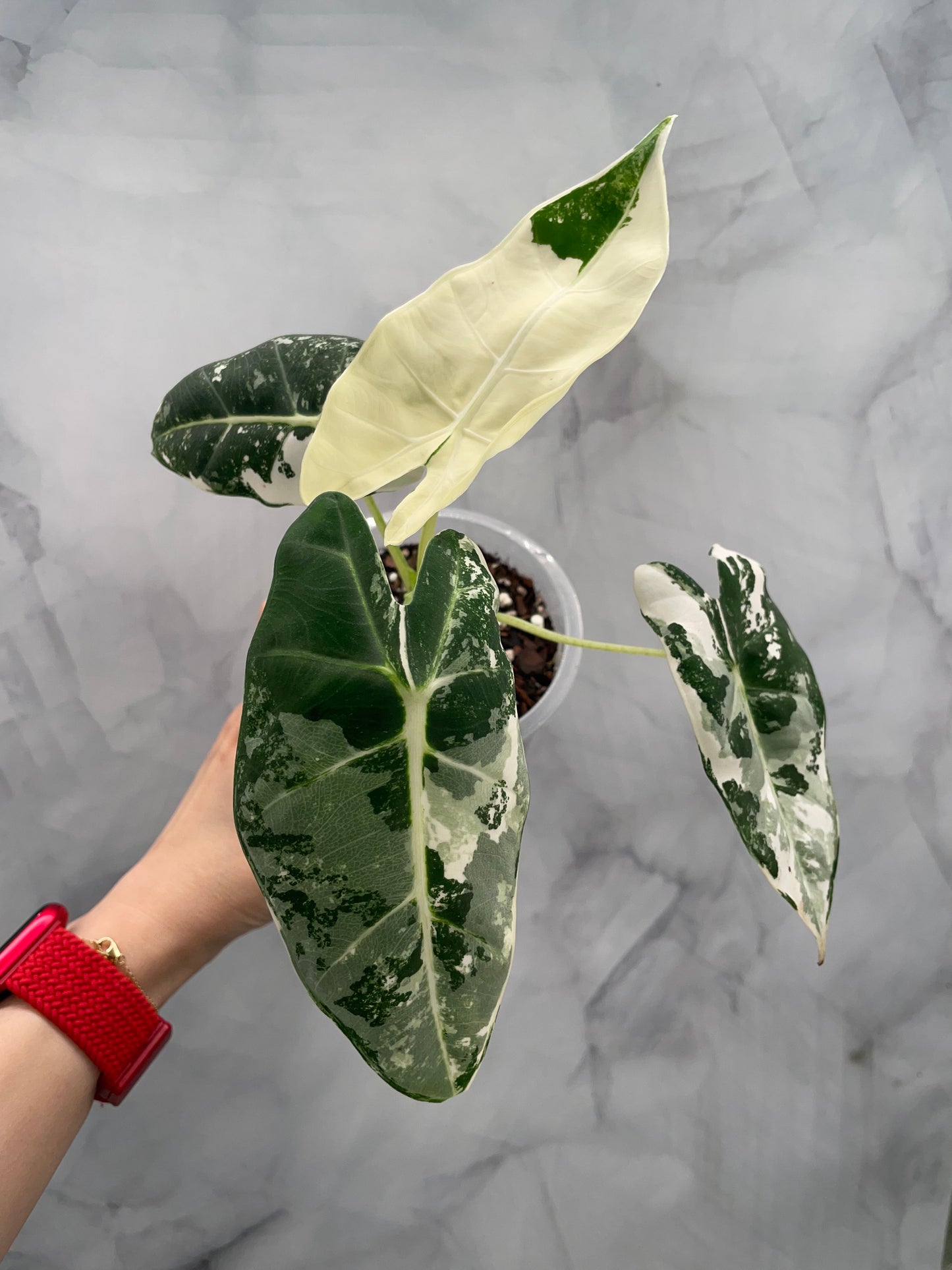 Alocasia Frydek Variegated in 3.9" Pot