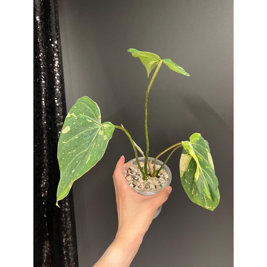 Philodendron Gloriosum Variegated, 4 - 5 Leaves, Exact Plant | US Seller