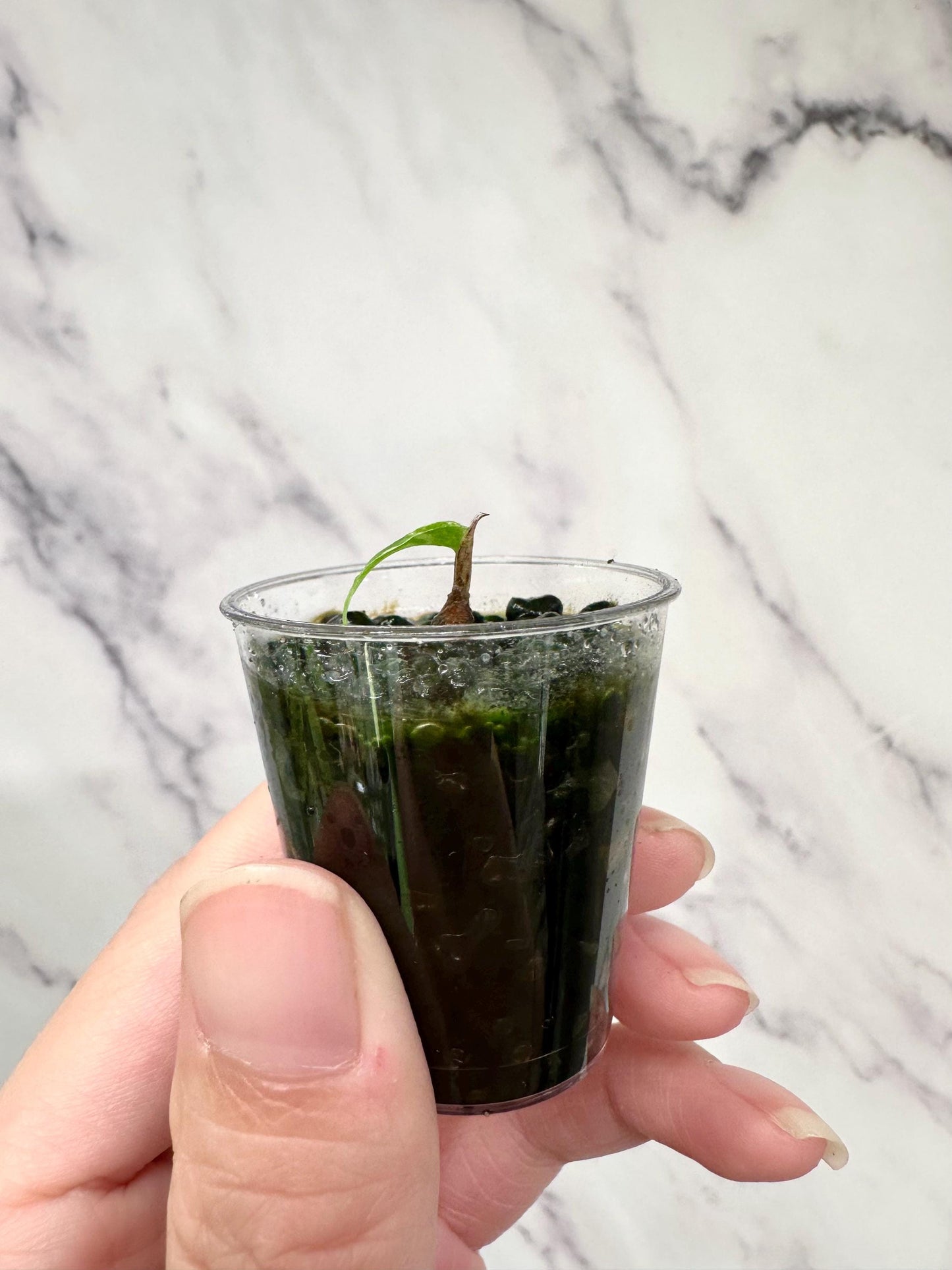 Variegated Alocasia Longiloba Albo Little Pup (Very tiny in 1 oz cup)