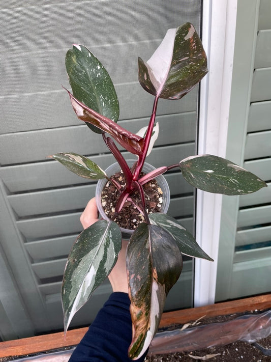 Philodendron Red Anderson 'pink Knight'