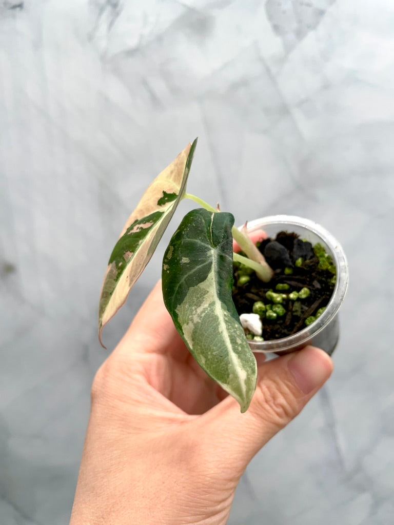 Alocasia Black Velvet Pink Variegated
