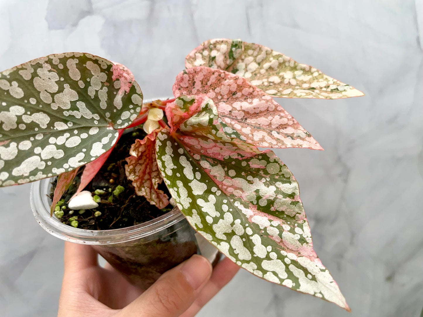 Begonia Snow Capped Variegated Well Rooted Plant #1