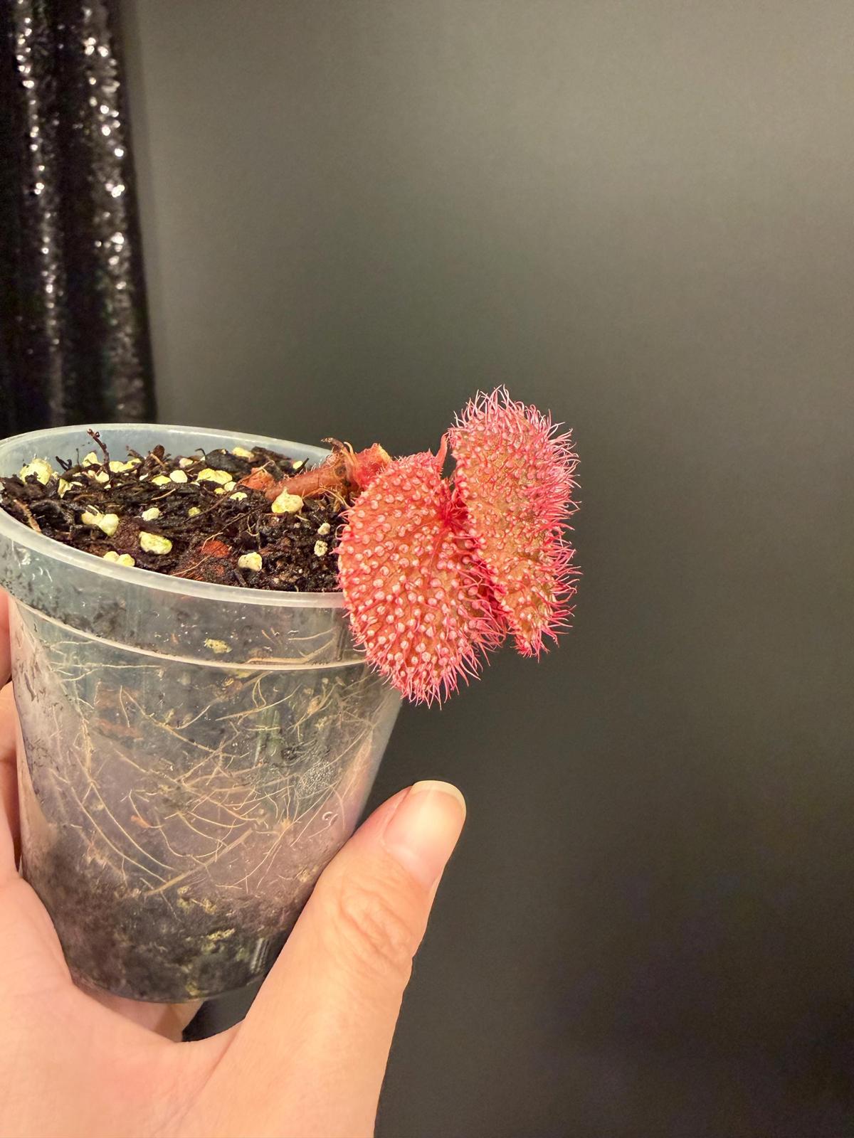 Begonia Pink Urchin, Rooted Starter