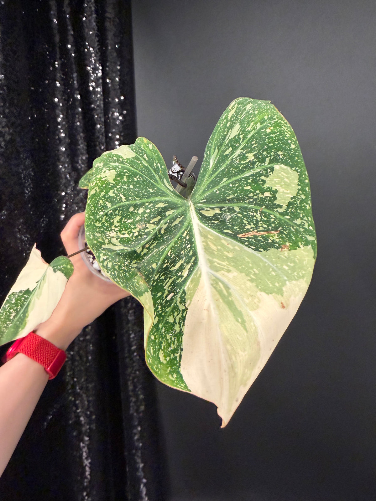 Philodendron Gloriosum Variegated