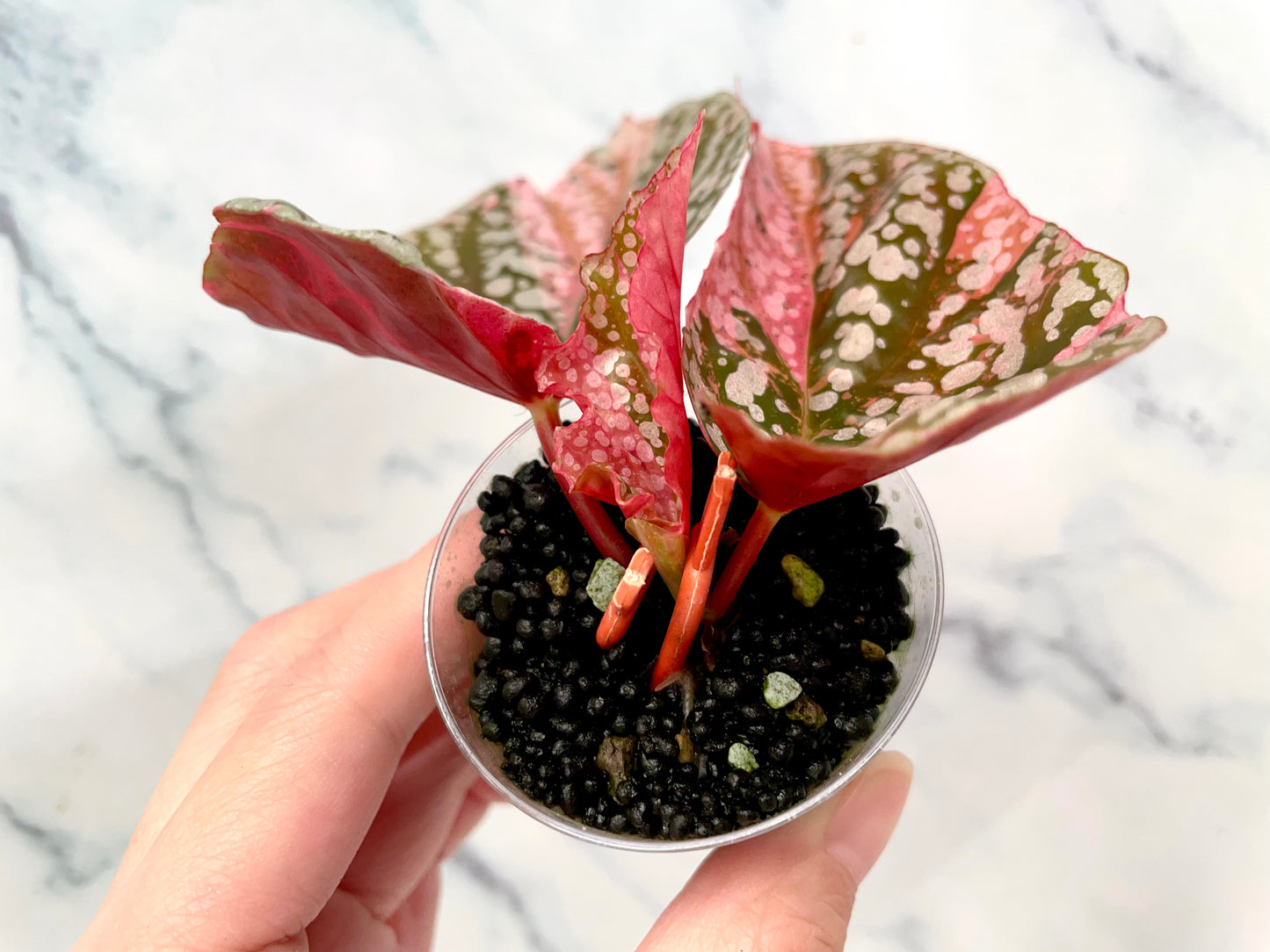 Begonia Snow Capped Variegated Newly Rooted Plant