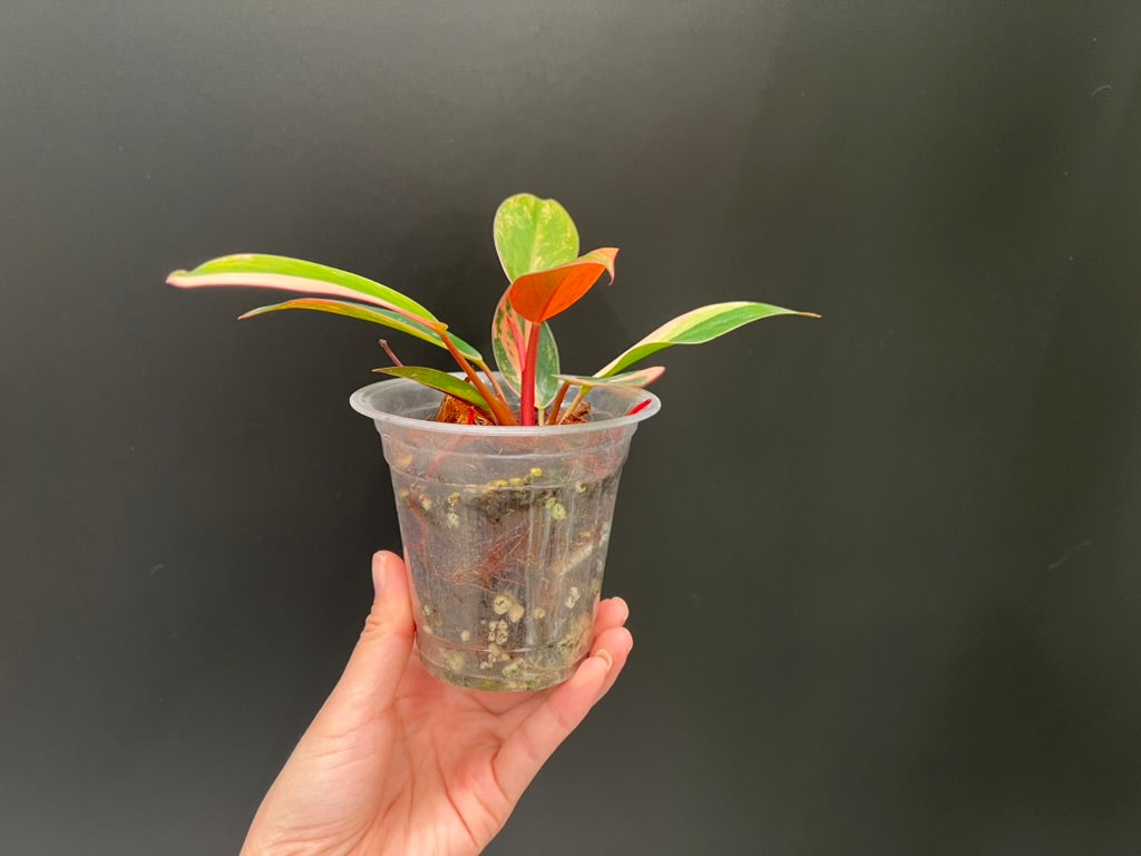 Philodendron Red Congo Variegated