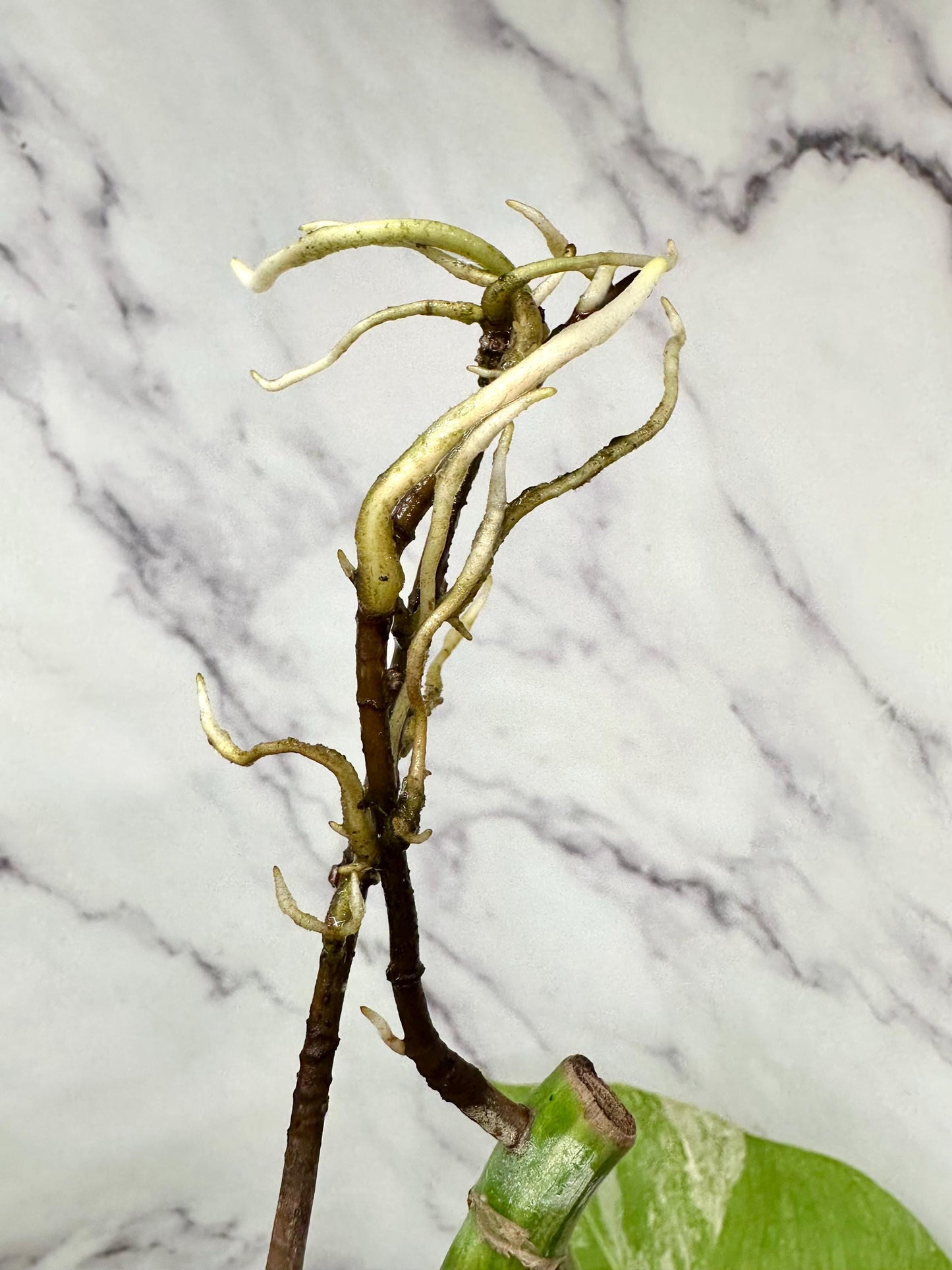 Monstera Aurea 1 Mid Leaf Rooted Cutting with Strong Roots