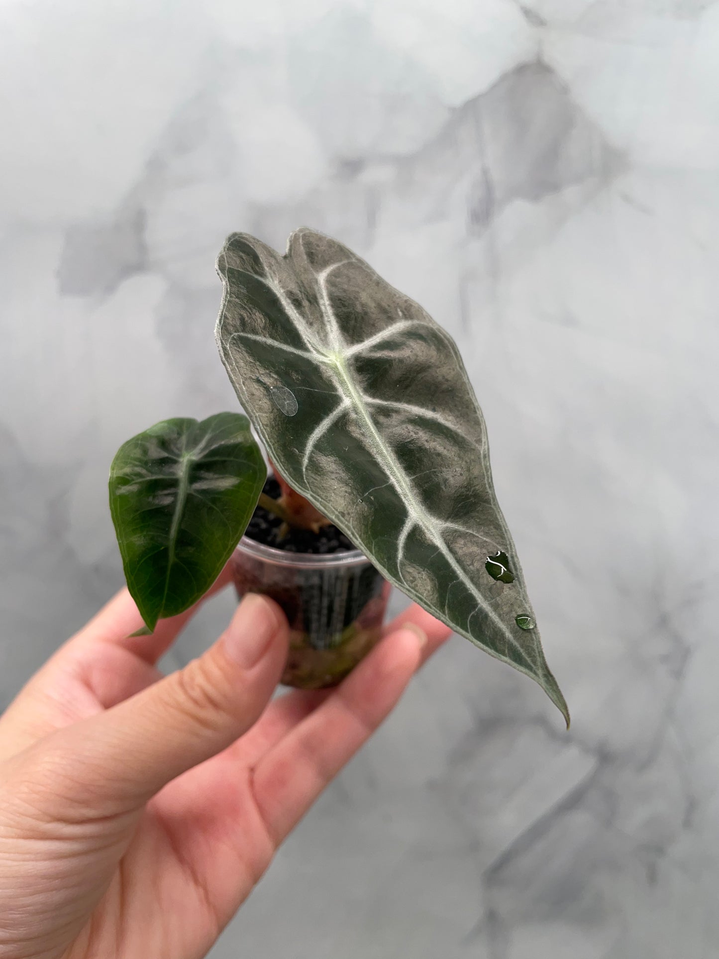 Alocasia Polly Pink Variegated | Stunning Pink Leaves, Well Established