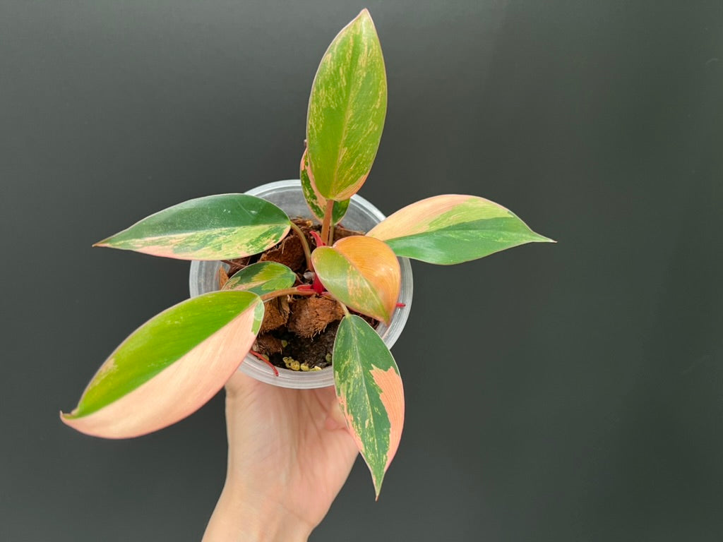 Philodendron Red Congo Variegated