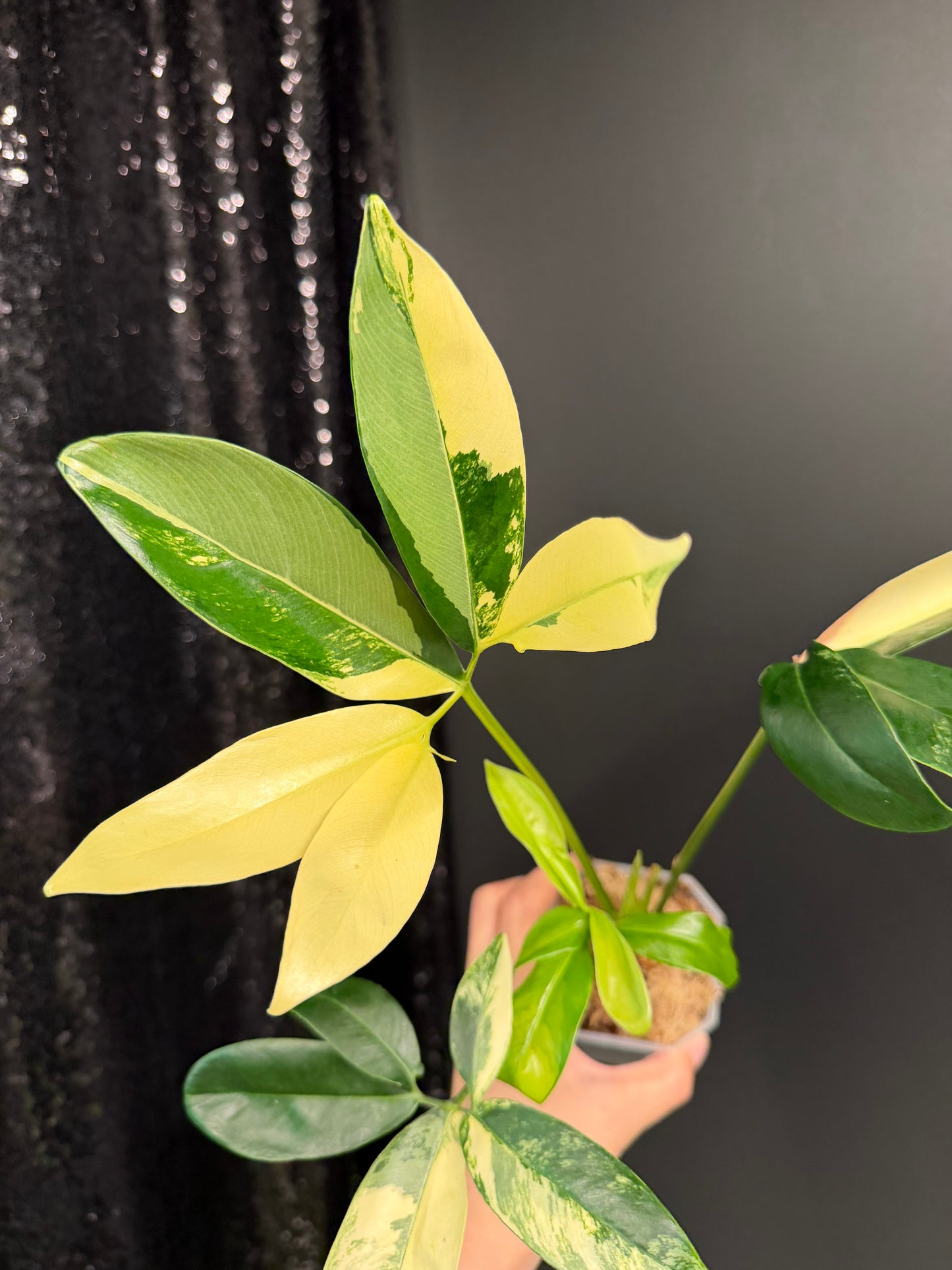 Philodendron Goeldii Variegated