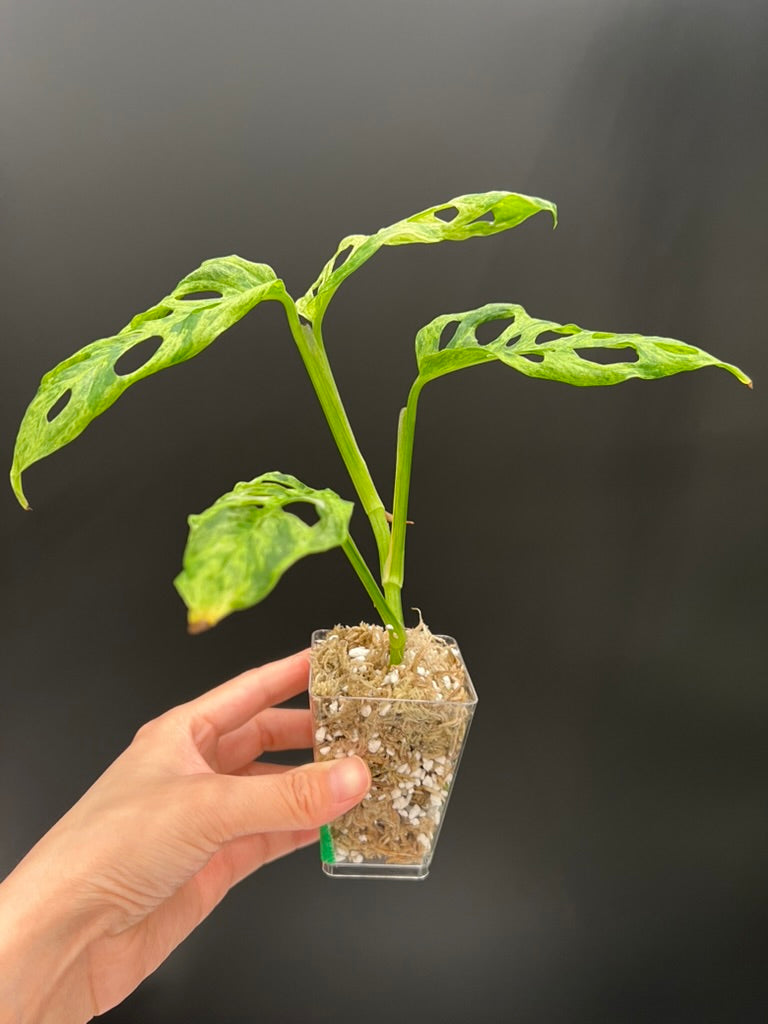 Monstera Laniata Mottled Variegated