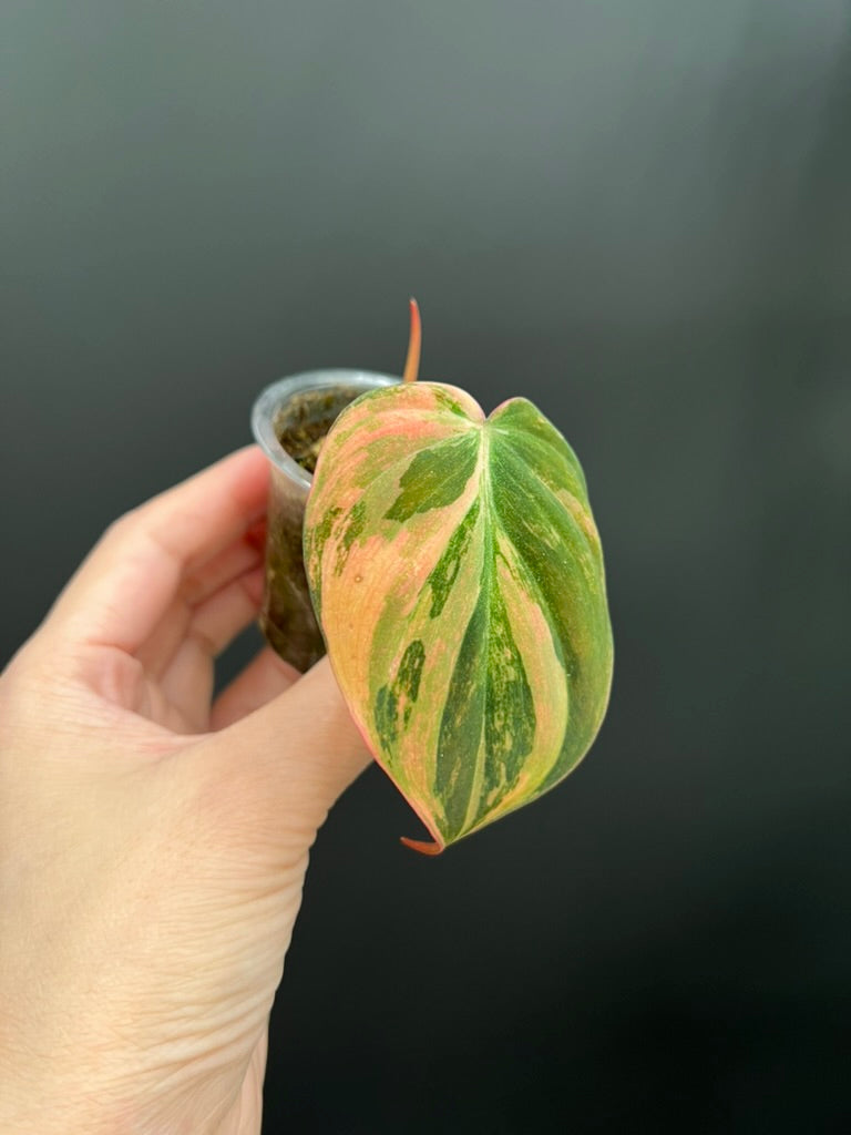 Variegated Aurea/Pink Philodendron Micans