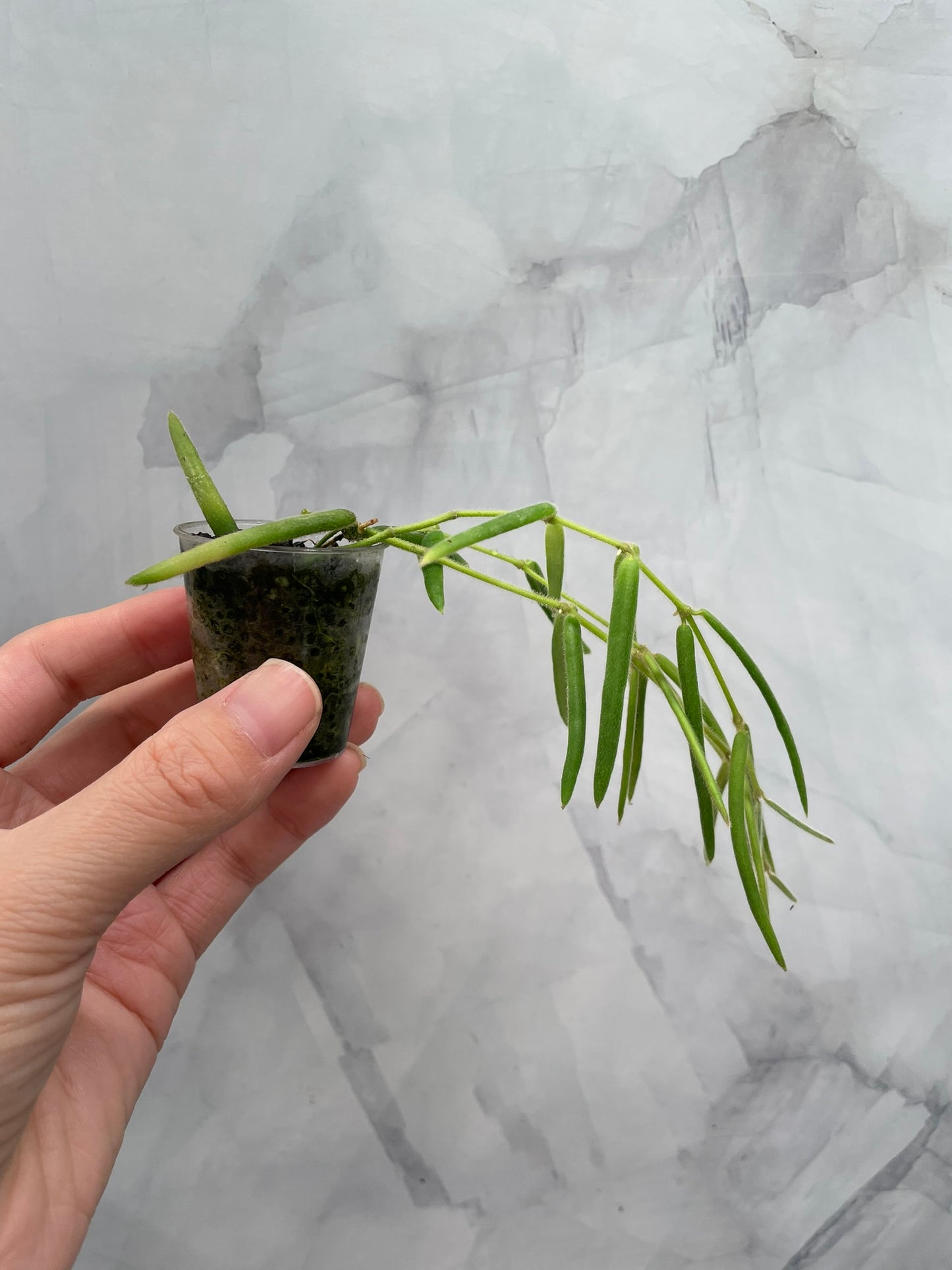 Hoya Linearis Rooted Starter Exact Plant | Rare Trailing Hoya