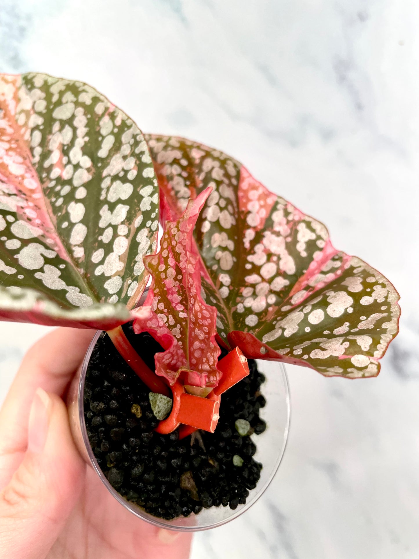 Begonia Snow Capped Variegated Newly Rooted Plant