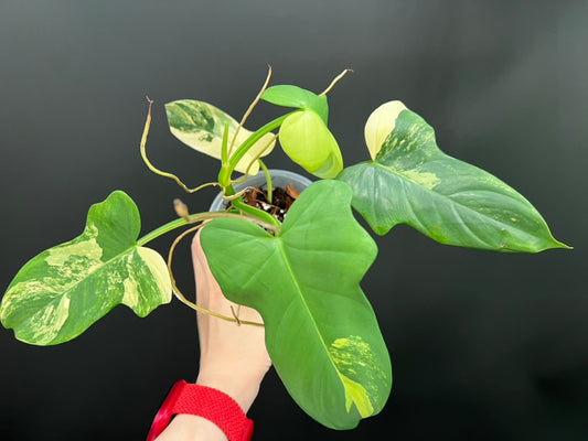 Philodendron Violin Variegated, Easy Rare Tropical Exotic Plants